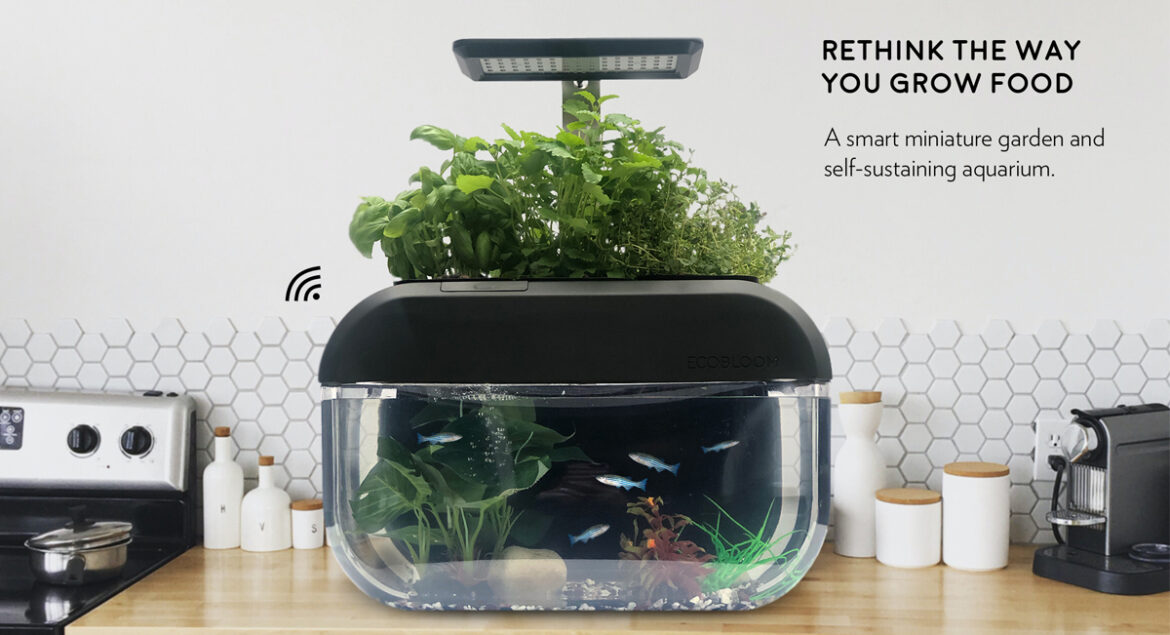 EcoBloom – företaget bakom det smarta miniväxthuset för mikrogrönt