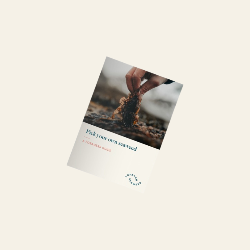 Lofoten | Pick Your Own Seaweed – A Foragers Guide