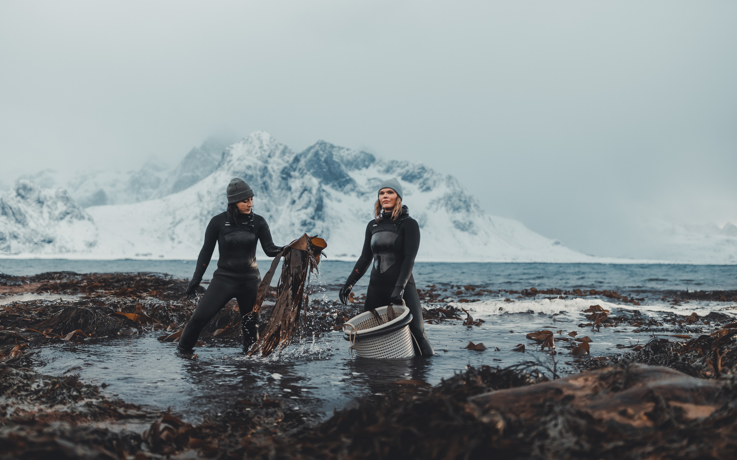 Lofoten Seaweed
