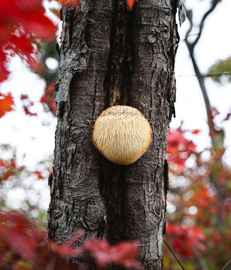 Lions Mane mushroom growing on a tree in the woods