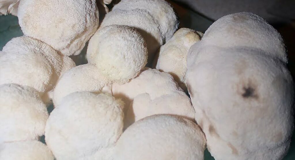 Lions Mane at Green Little Heart. In image a pile of Lions Mane mushrooms