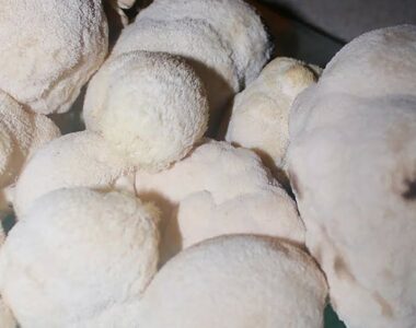Lions Mane at Green Little Heart. In image a pile of Lions Mane mushrooms