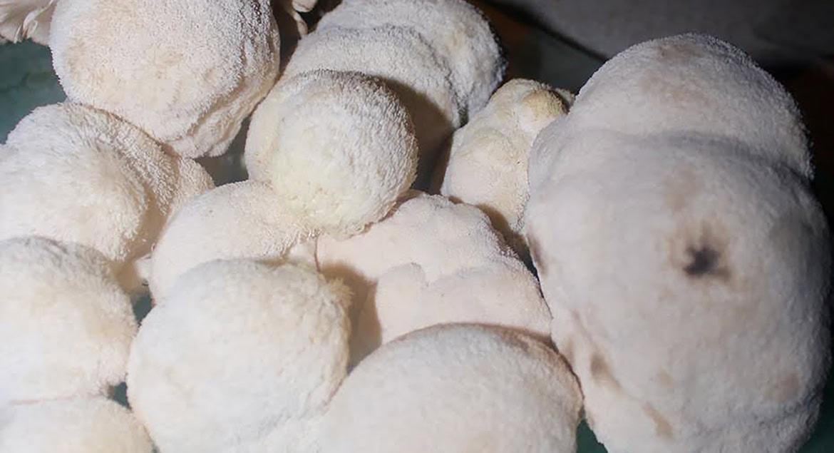 Lions Mane at Green Little Heart. In image a pile of Lions Mane mushrooms