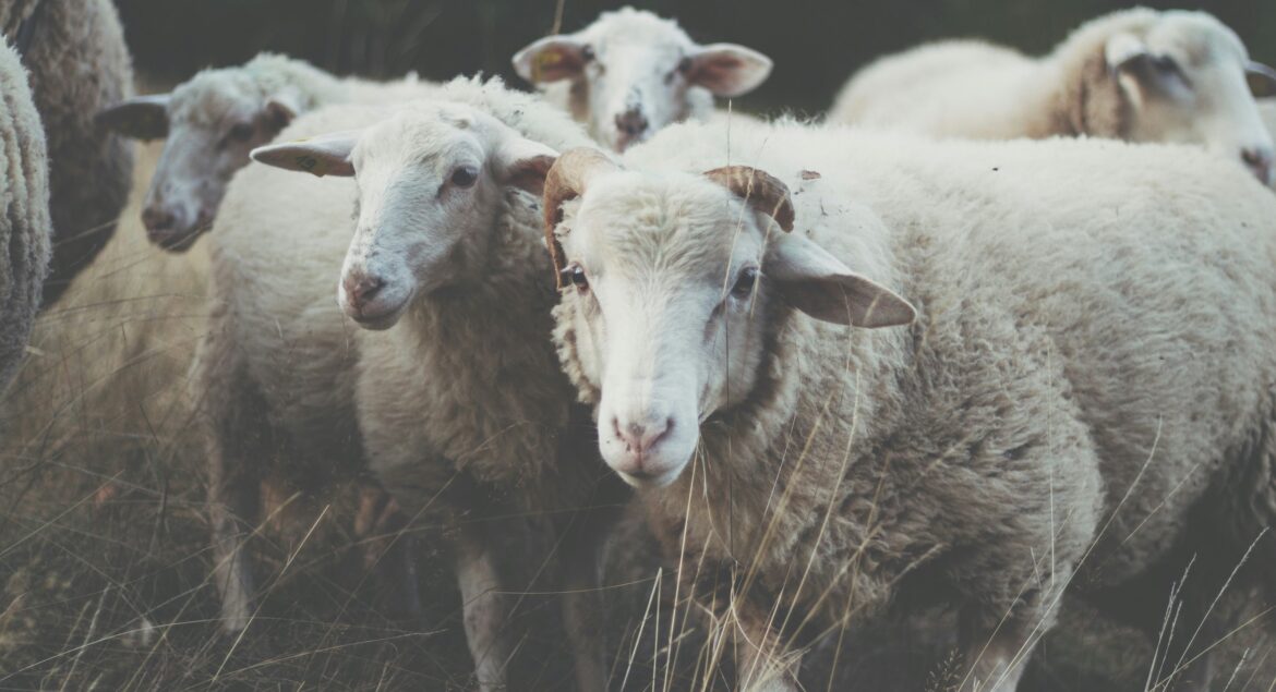 gabriela-tamara-cycman-eKfBcF60Eo4-unsplash